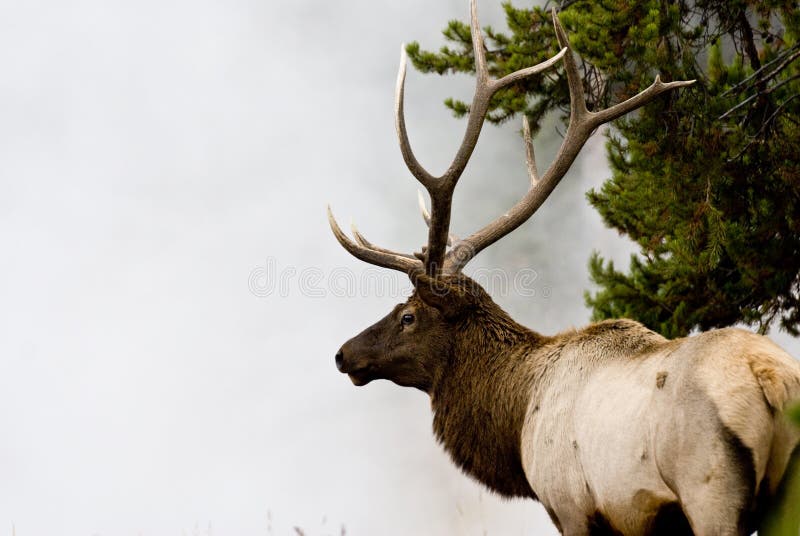 Bull Elk in Mist 4