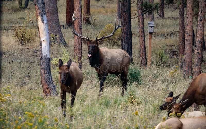 Bull Elk in the rut chasing down a female elk in Rocky Mountain National Park, CO
