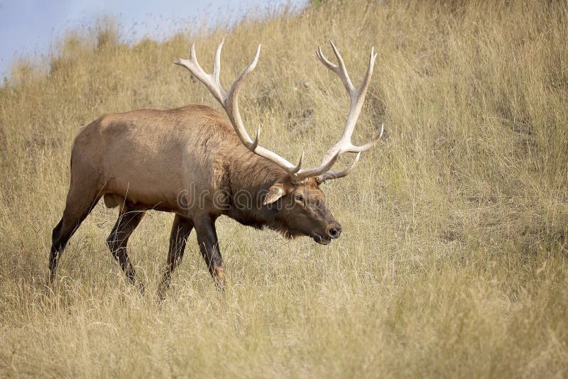 Bull elk in rut on hillside