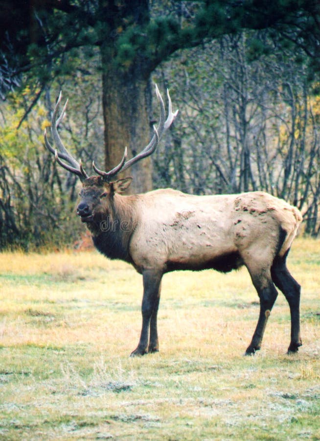 bull elk at times bull elk at times