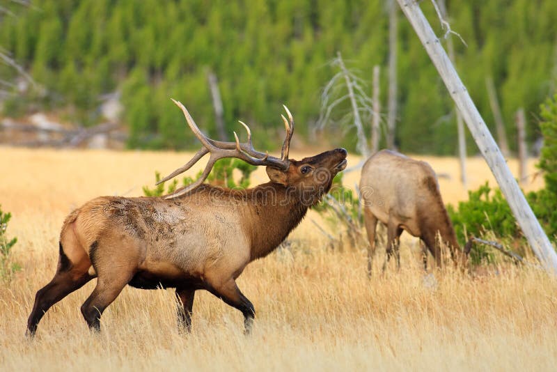 Bull Elk Showing Off