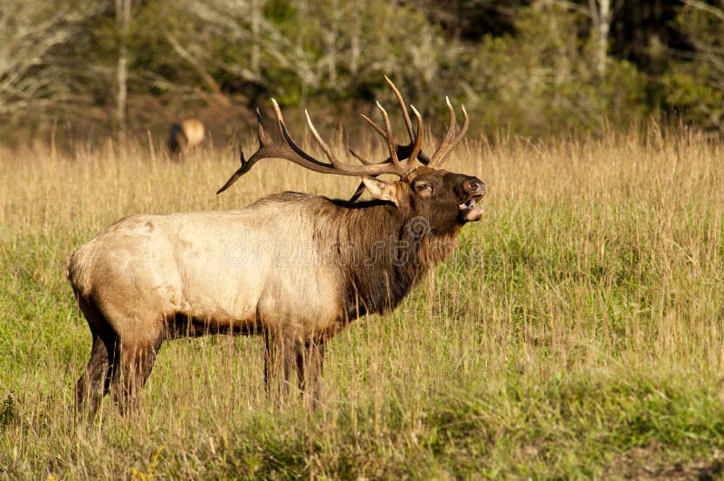 Bull elk sounding a bugle.