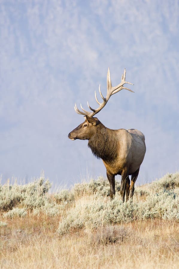 Bull Elk Standing on a Hill Stock Image - Image of park, nature: 2093755