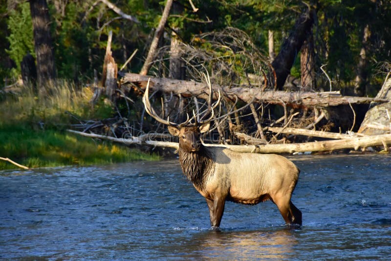 Bull Elk at Yellowstone National Park