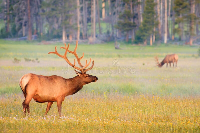 Bull Elk in summer velvet antlers, Yellowstone.