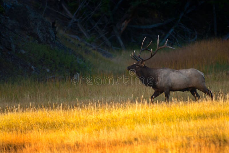 Bull Elk at Sunrise in Yellowstone National Park