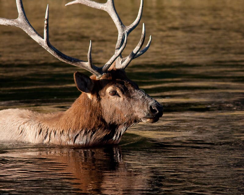 Bull elk swimming