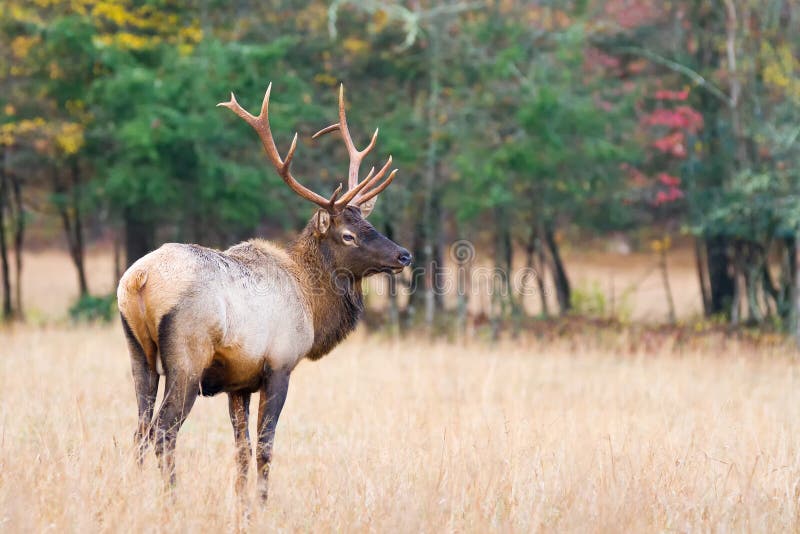 Bull Elk royalty free stock photography Bull Elk royalty free stock photography