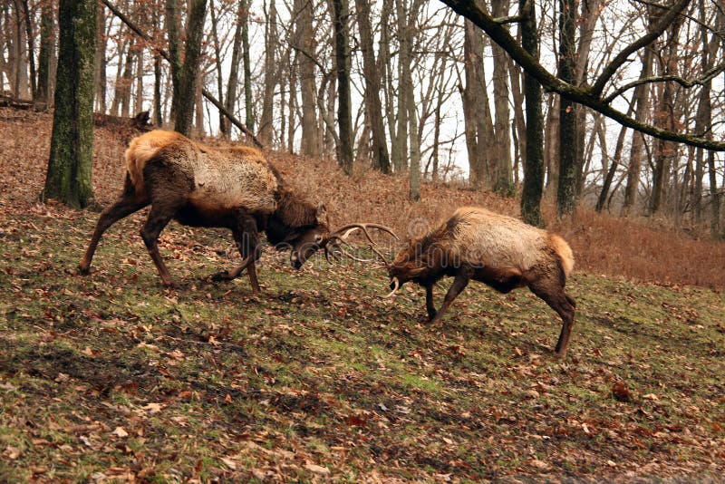 Bull elks fighting