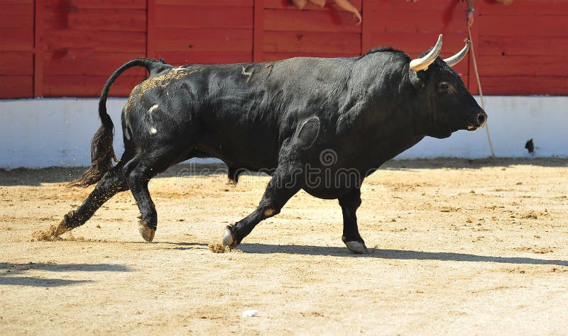 Bull en Espagne