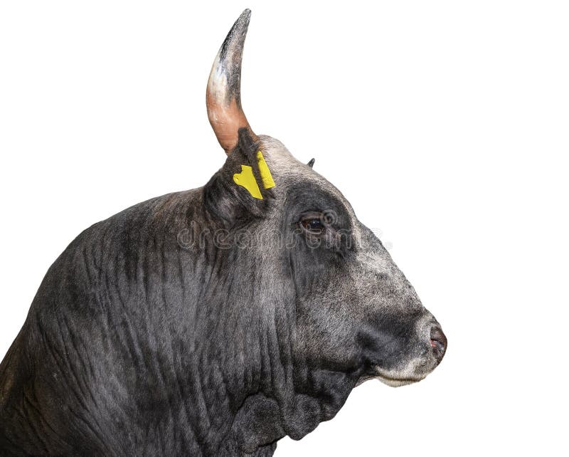 Bull isolou-se no branco Fim grande bonito do retrato do touro acima Animais de exploração agrícola Gados bovinos isolados no bra foto de stock Bull isolou-se no branco Fim grande bonito do retrato do touro acima Animais de exploração agrícola Gados bovinos isolados no bra foto de stock