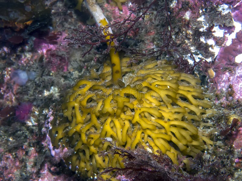 Bull Kelp Holdfast