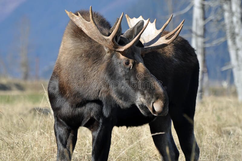 Bull moose