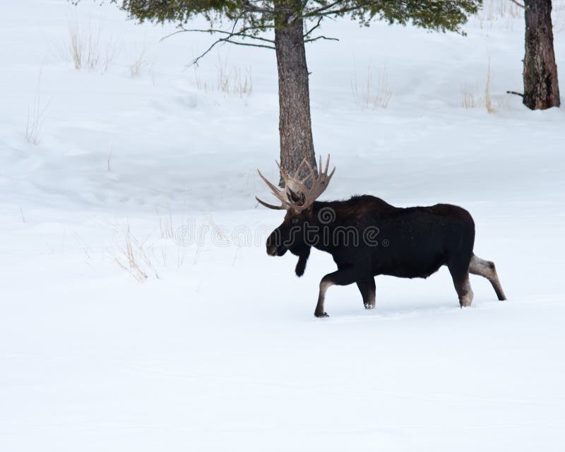 Bull Moose