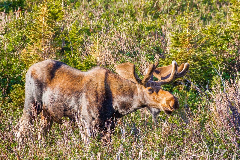 Bull Moose royalty free stock image Bull Moose royalty free stock image