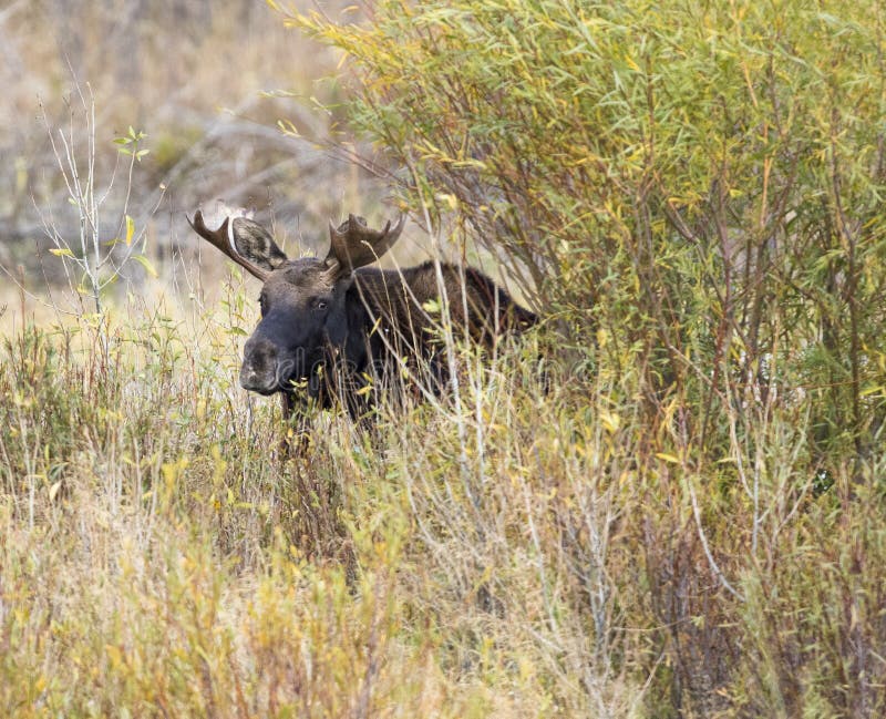 BULL MOOSE IN AUTUMN COLORS STOCK IMAGE stock image BULL MOOSE IN AUTUMN COLORS STOCK IMAGE stock image