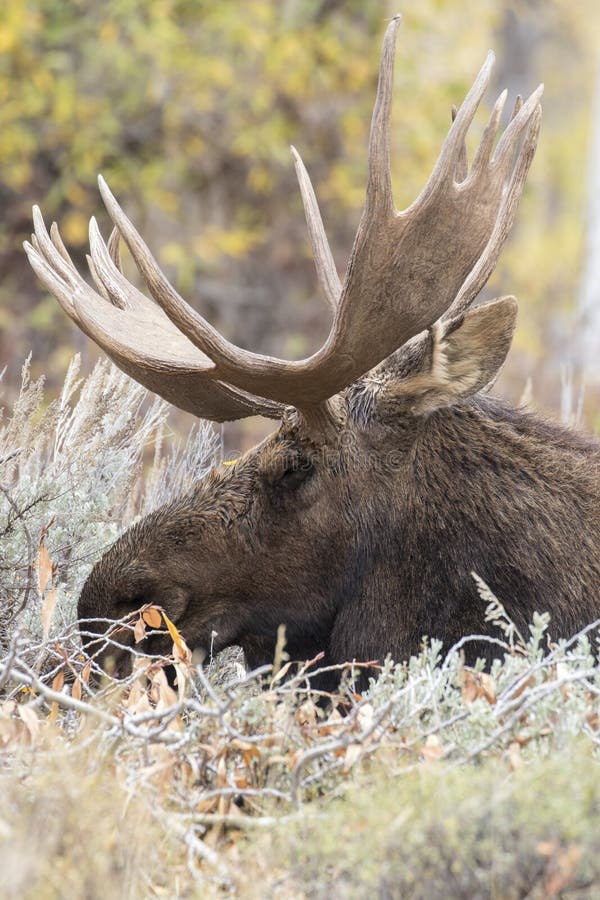 BULL MOOSE IN AUTUMN COLORS STOCK IMAGE stock photos BULL MOOSE IN AUTUMN COLORS STOCK IMAGE stock photos