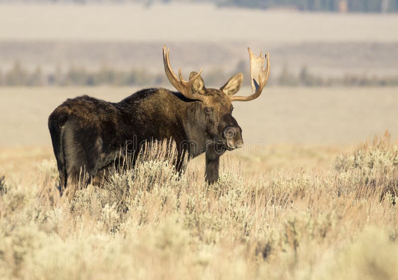 BULL MOOSE IN AUTUMN COLORS STOCK IMAGE royalty free stock photos BULL MOOSE IN AUTUMN COLORS STOCK IMAGE royalty free stock photos
