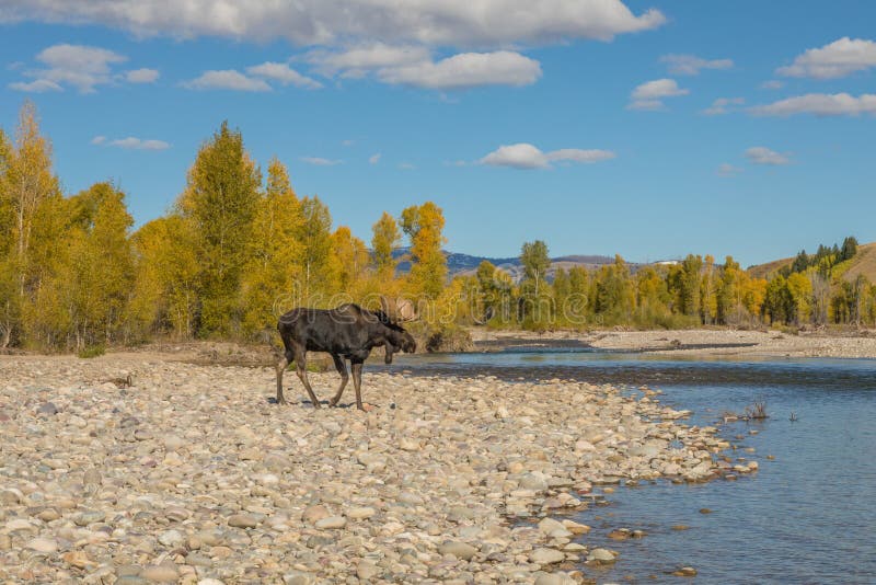 Bull Moose During the Fall Rut in Wyoming stock photography Bull Moose During the Fall Rut in Wyoming stock photography