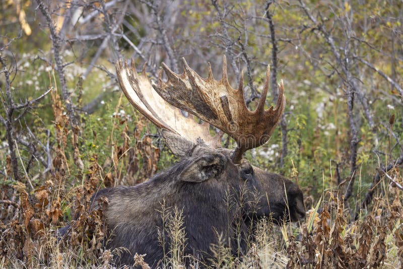 Bull Moose in Grand Teton nationalpark Wyoming in Fall royaltyfri bild