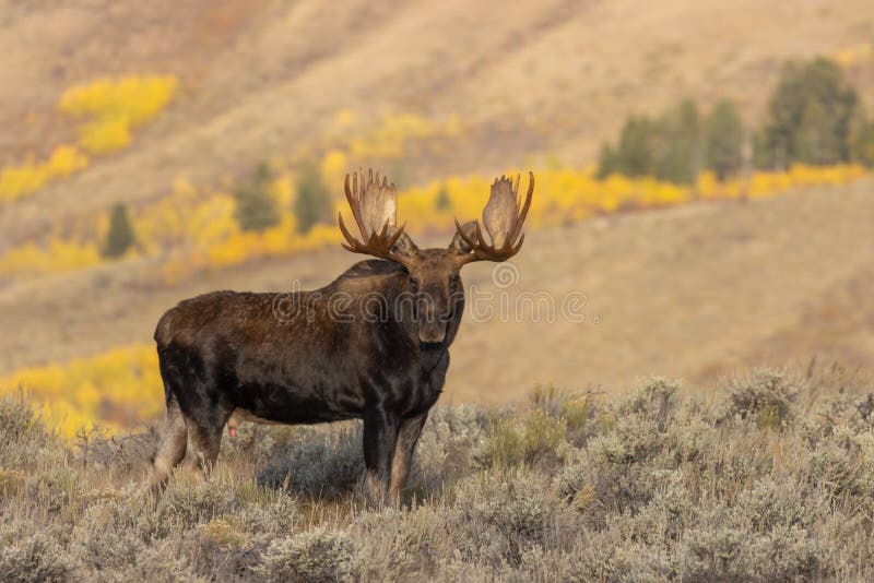 Bull Moose i hösten i Wyoming arkivbilder