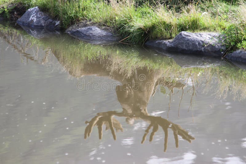 Bull Moose Reflection in the Alaska Wildlife Conservation Center stock photo Bull Moose Reflection in the Alaska Wildlife Conservation Center stock photo