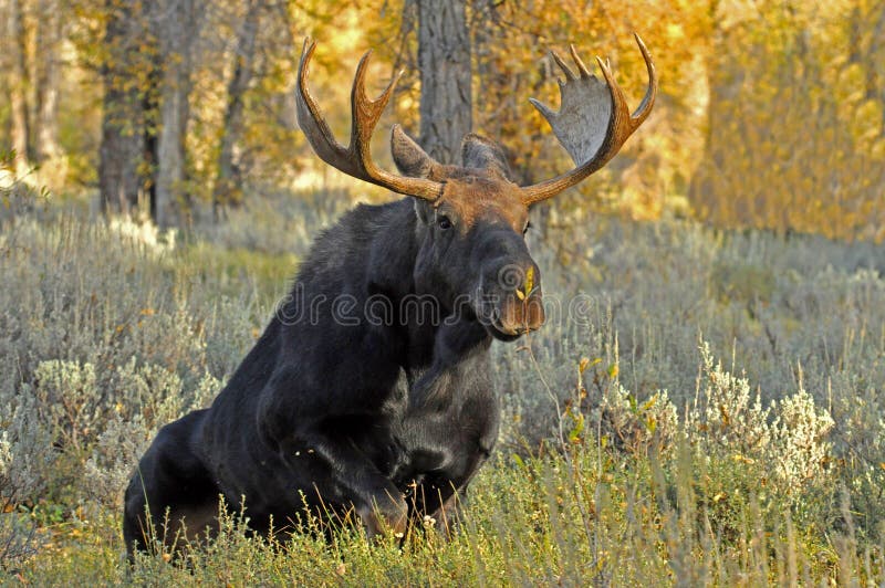 A bull moose rises to his feet.