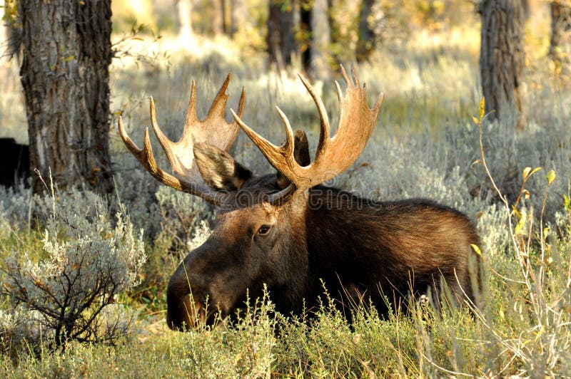 Bull Moose rising from lying on the ground. royalty free stock photography Bull Moose rising from lying on the ground. royalty free stock photography