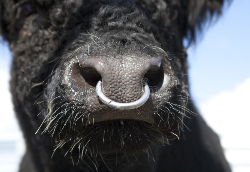 Dangerous Looking Bull With Nose Ring Stock Photo, Picture and Royalty Free  Image. Image 83819366.