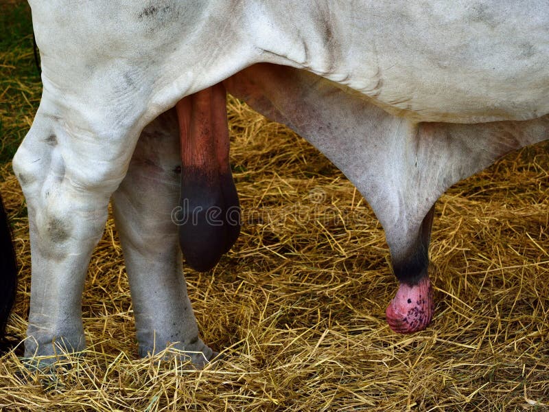 Bull Penis Stock Image Image Of Instrument Balls Penis 42518413