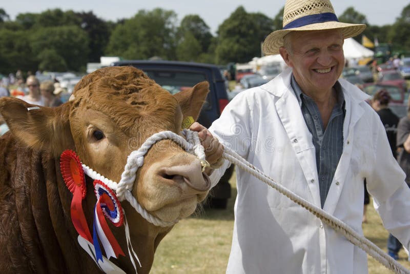 Bull premiato di conquista - fiera agricola - l'Inghilterra