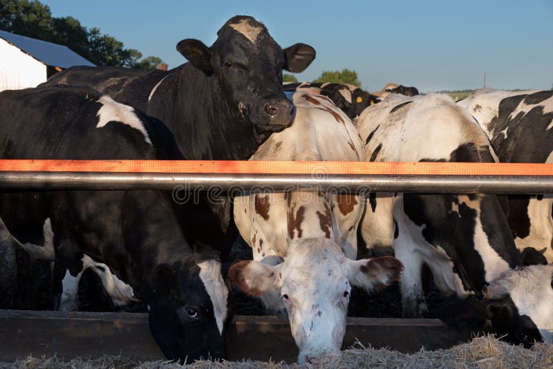 The bull`s funny muzzle guards its herd of cows, looking at the camera. Agriculture. Healthy livestock. Farm animal. animal husbandry. The Beast from Mammals