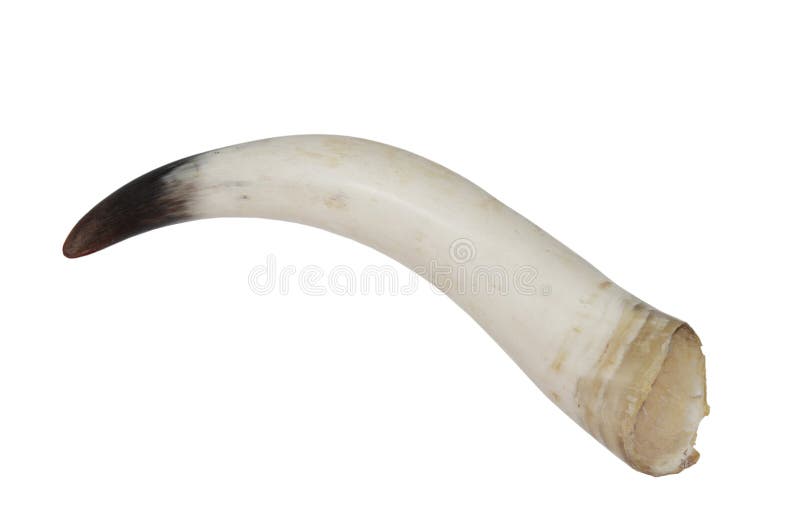 Bull s horn