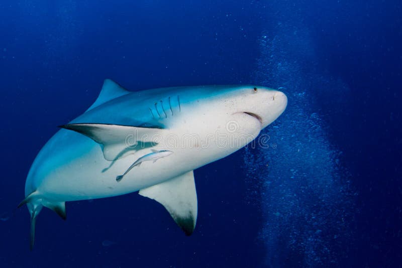 Bull shark ready to attack in the blue ocean background stock image Bull shark ready to attack in the blue ocean background stock image
