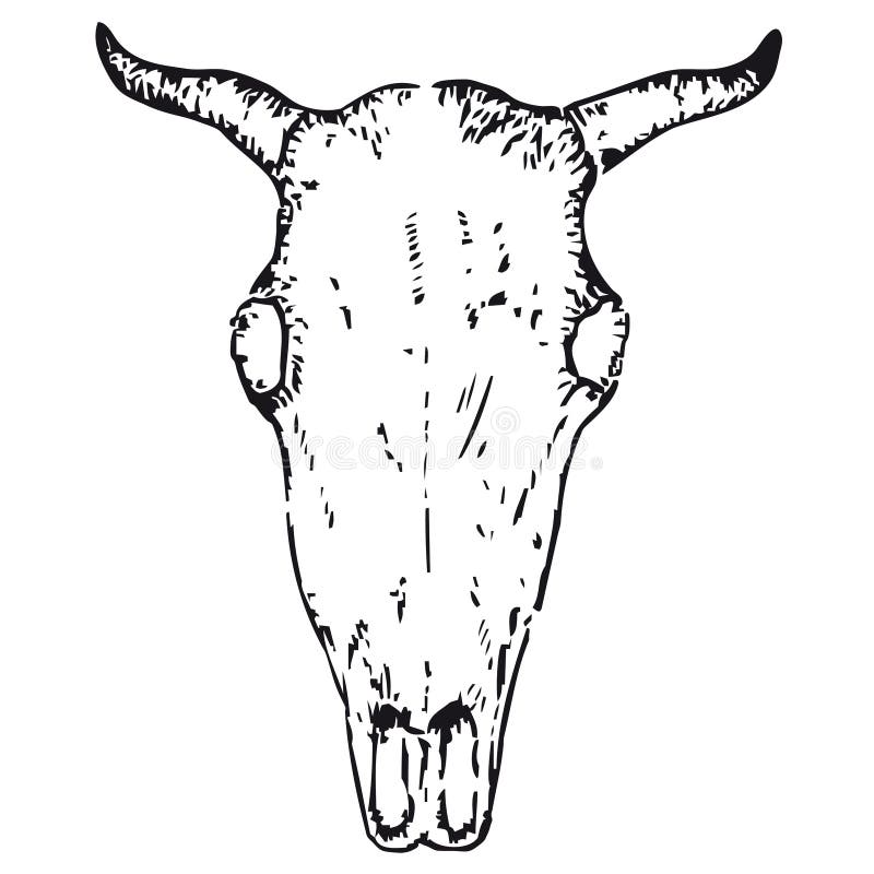 Bull skull (vector)