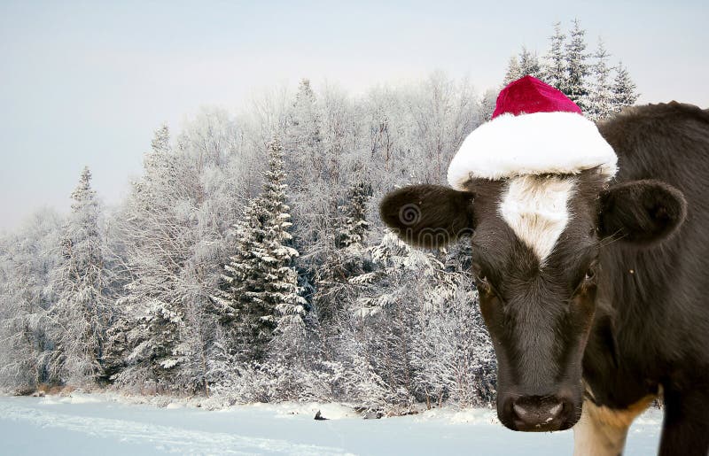 Cow santa hat Cow spot aesthetic cute kawaii santa winter Christmas hat with bells and ears