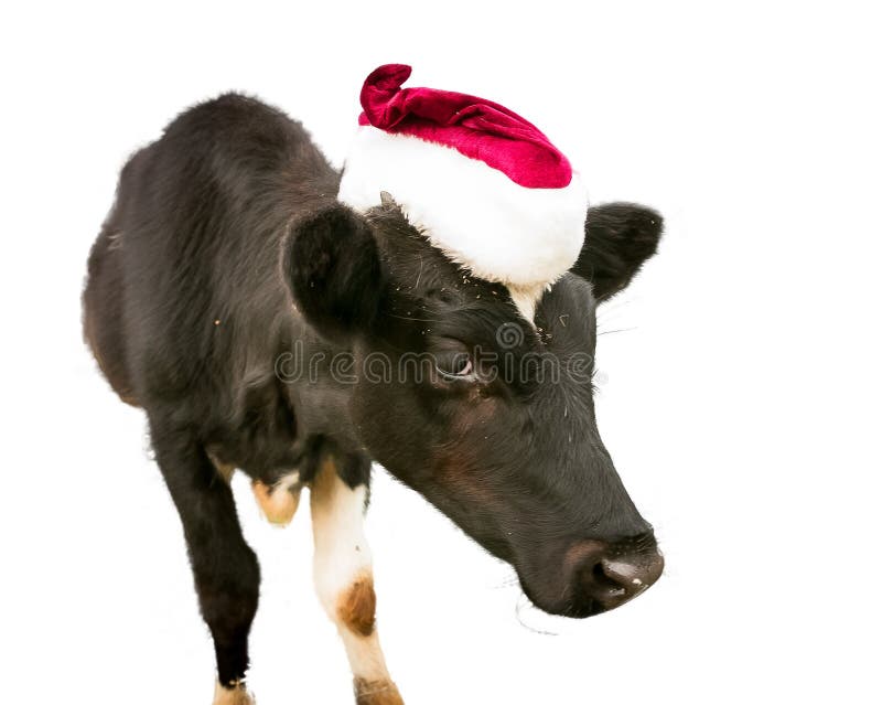 Cow spot aesthetic cute kawaii santa winter Christmas hat with bells and ears Cow santa hat