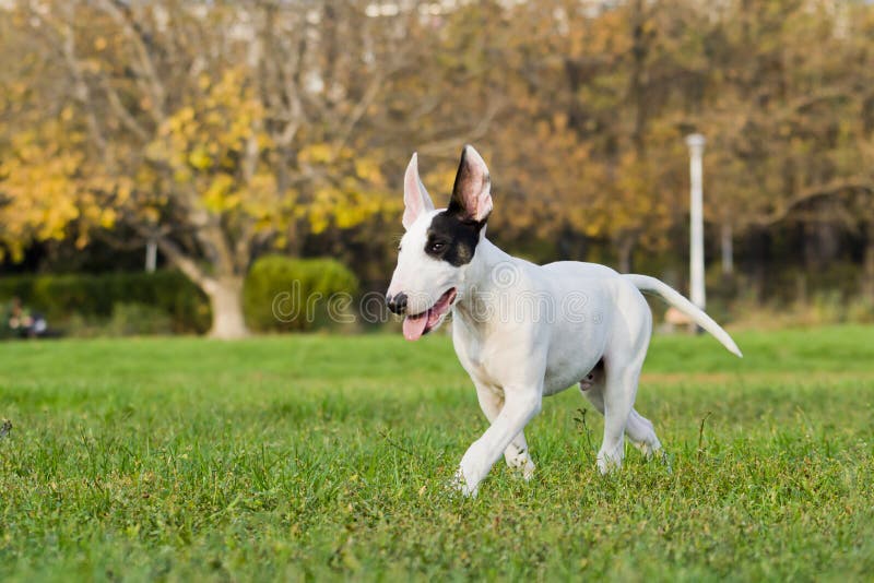 Bull terrier stock images