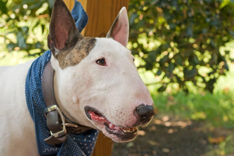 Bull-terrier anglais blanc photo stock. Image du crabot Bull-terrier anglais blanc photo stock. Image du crabot