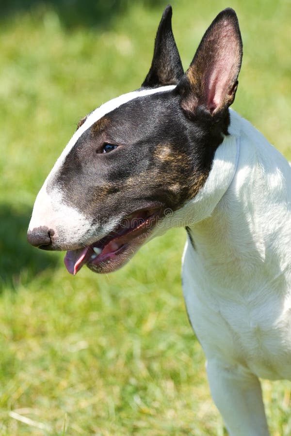 Bull Terrier Brown/White Best of Breed Fall Leaves Outdoor House