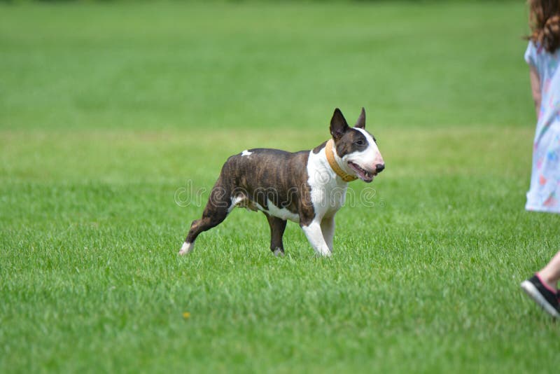 The bull terrier may be head strong but with training the breed can be a great family pet. The bull terrier may be head strong but with training the breed can be a great family pet.