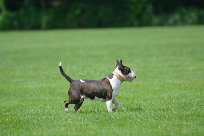 The bull terrier may be head strong but with training the breed can be a great family pet. The bull terrier may be head strong but with training the breed can be a great family pet.