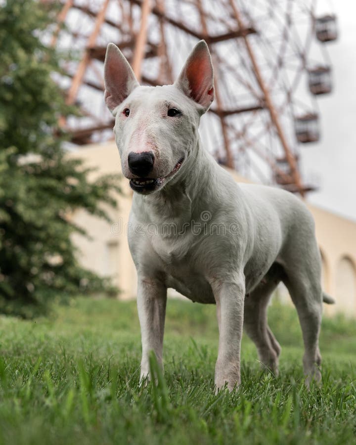Bull terrier inglés un perro luchador imagen de archivo libre de regalías
