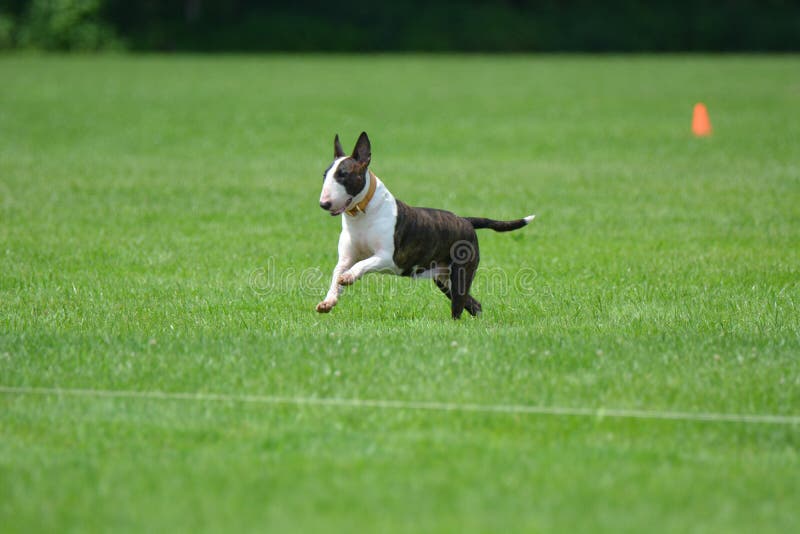 The bull terrier may be head strong but with training the breed can be a great family pet. The bull terrier may be head strong but with training the breed can be a great family pet.