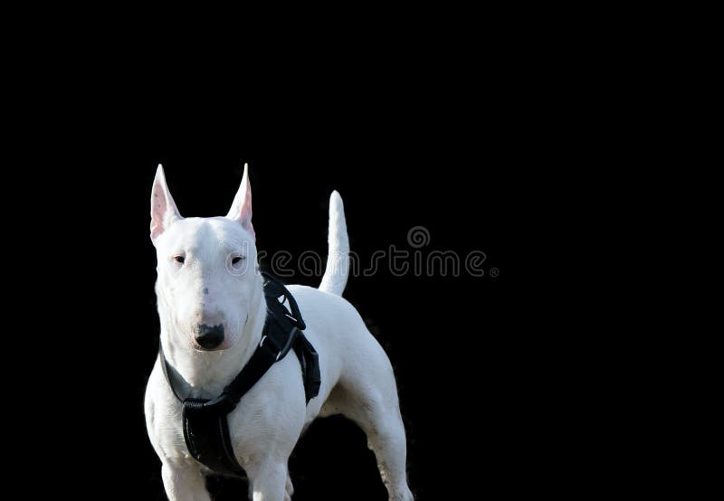 Bull terrier minuatures obrazy stock Bull terrier minuatures obrazy stock