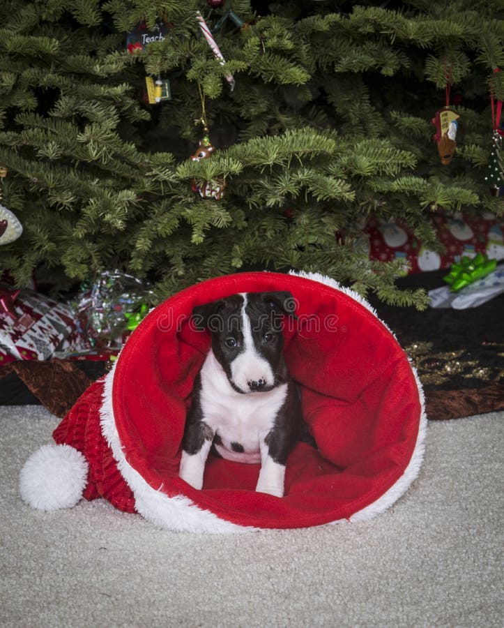 Bull Terrier puppy inside of a Santa hat stock photo Bull Terrier puppy inside of a Santa hat stock photo