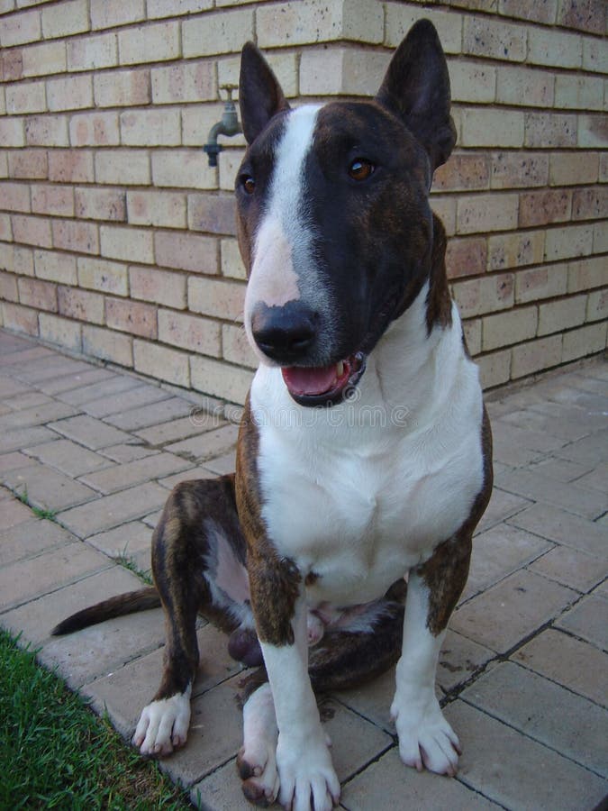 Bull terrier que sienta y que mira la cámara imagen de archivo Bull terrier que sienta y que mira la cámara imagen de archivo