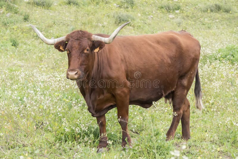 Bull σε ένα flowery λιβάδι