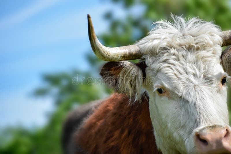 Bull, корова, бизон, портрет буйвола главный с голубым небом с облаками стоковое изображение rf Bull, корова, бизон, портрет буйвола главный с голубым небом с облаками стоковое изображение rf