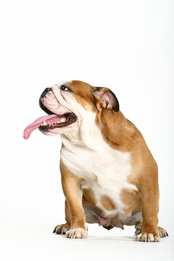 Bulldog stock photography